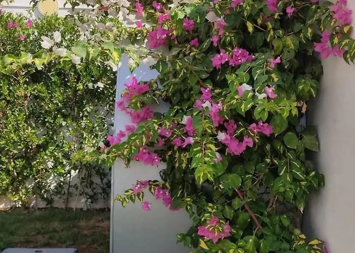 Open Space Jasmine Daire